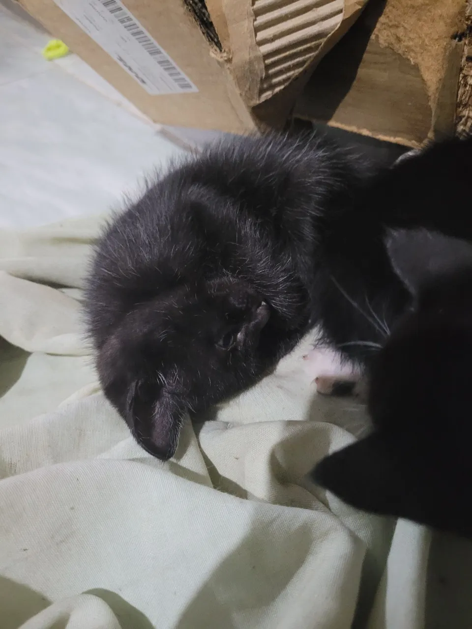 Gatinho preto 