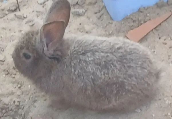 Coelho Cinza de Estimação - Foto 6