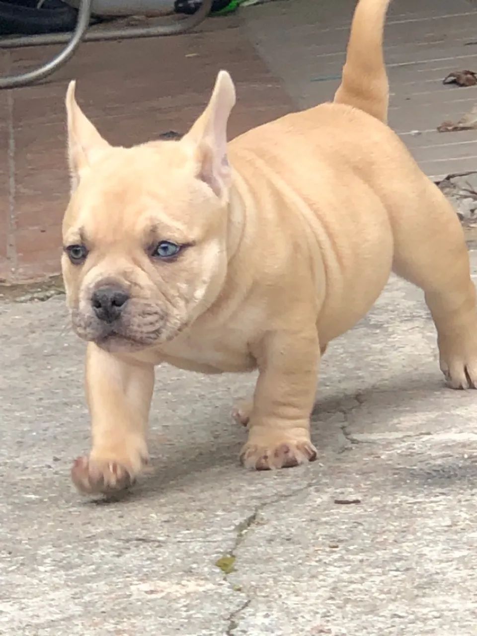 American bully micro - Foto 4