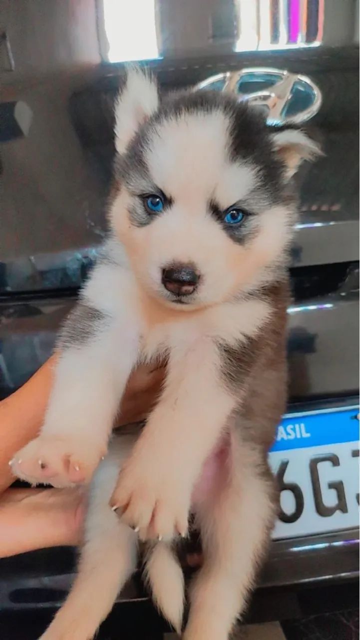 Husky Siberiano de Olhos Azuis ( Pelagem Wooly )  - Foto 2