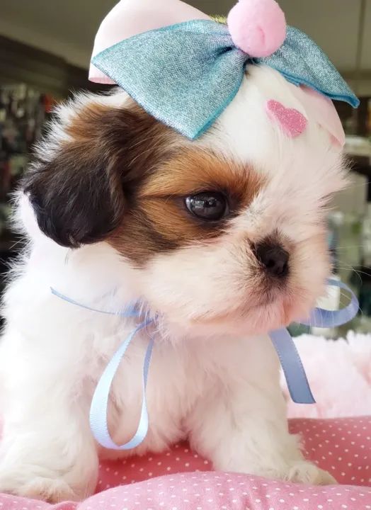 Shihtzu fêmia , venha buscar seu filhotinho - Foto 3