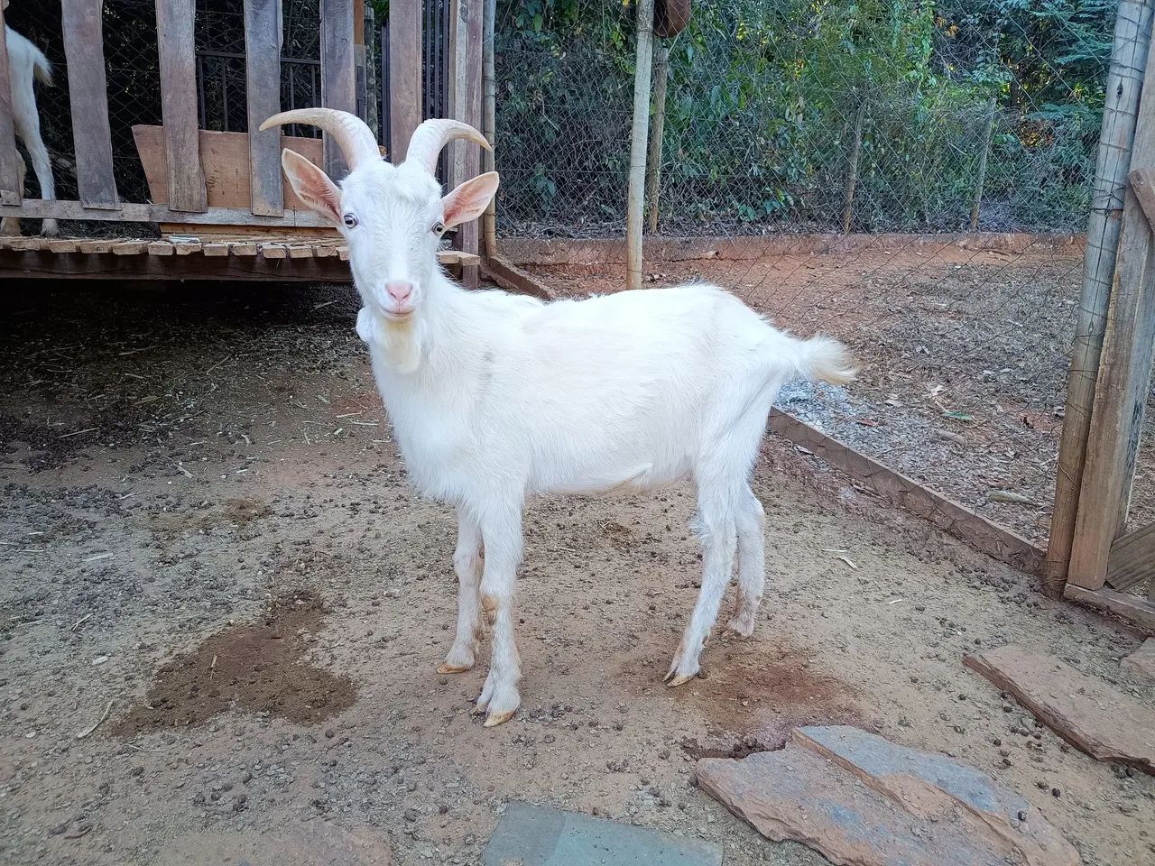 Bode Saanen para venda