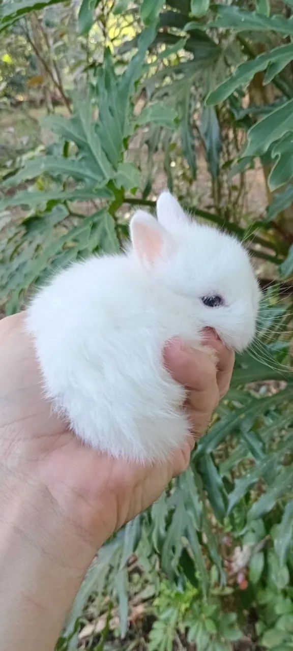 Mini coelho anão de netherland 