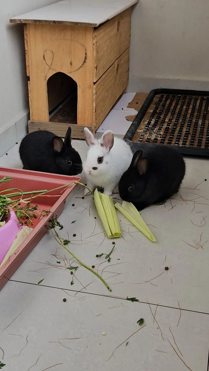 Coelho Anao em Santo André 