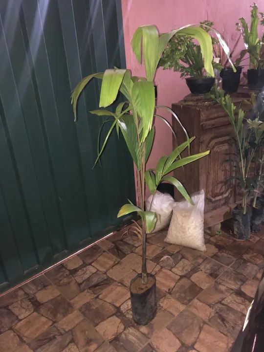 Lindas mudas de palmeiras Carpentárias e rabo de raposa - Foto 4