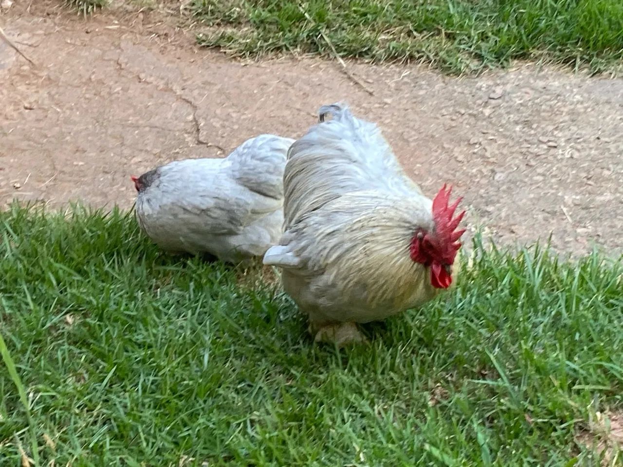 Casal de Galinha da Raça Mine Cochin Lavanda - Foto 5