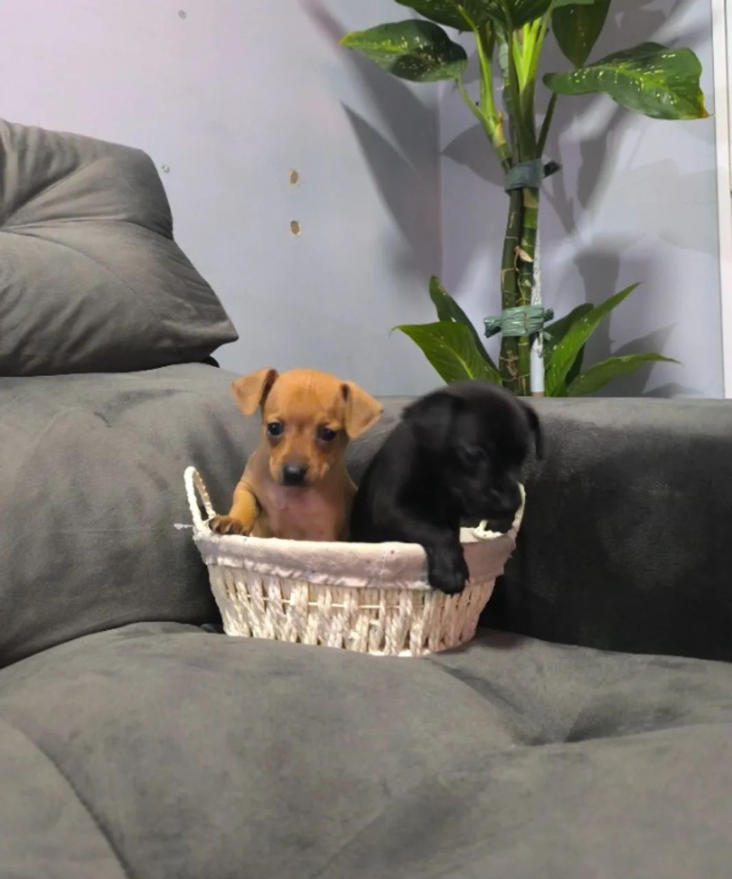 Filhotes de Pinscher Macho à Venda - Excelente Oportunidade - Foto 5