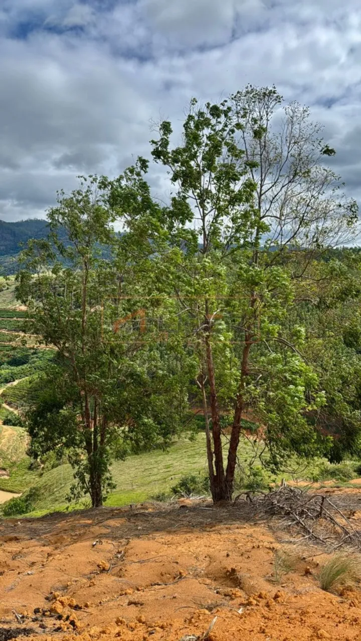 Terreno de 1,5 Alqueires no Patrimônio Monte Belo