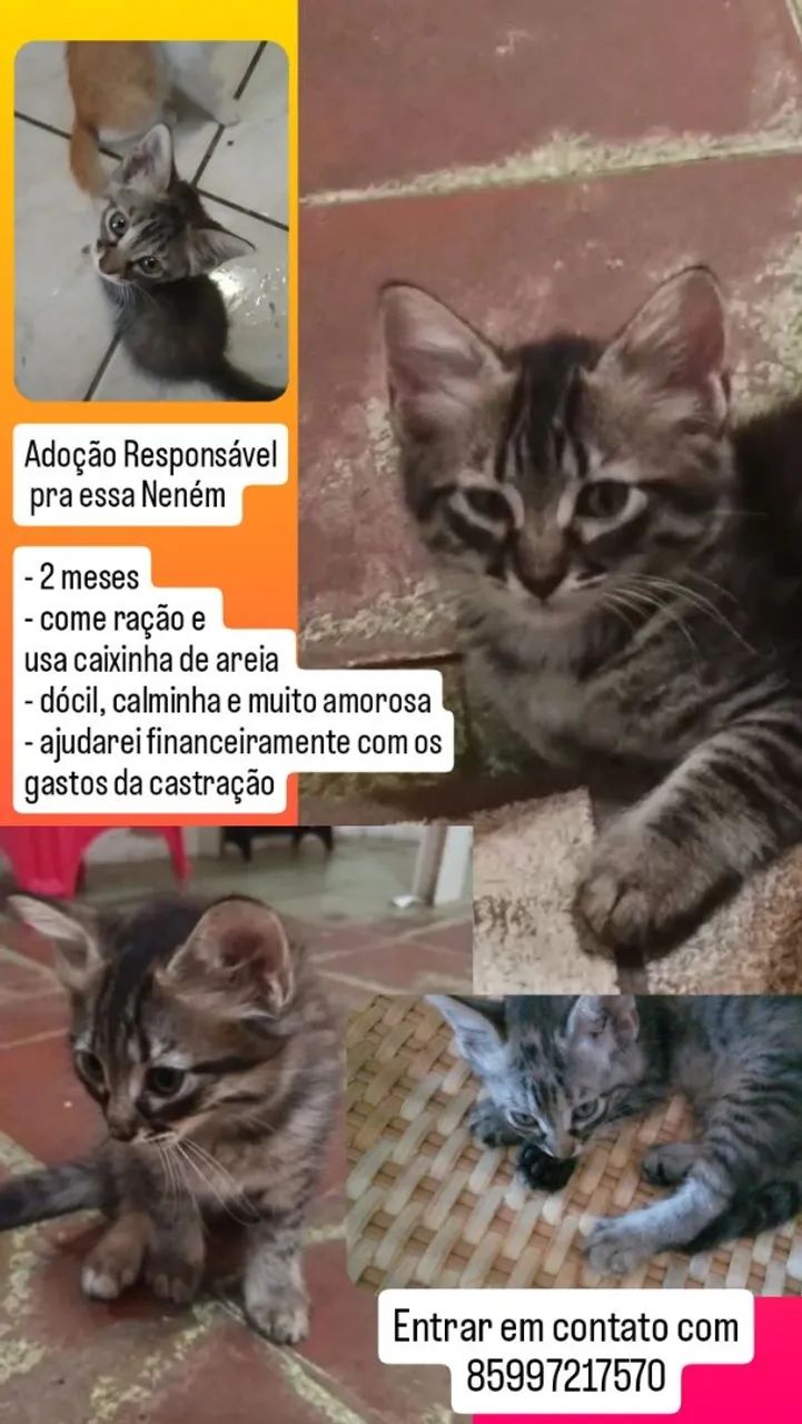 Neném Adoção Responsável  - Foto 4