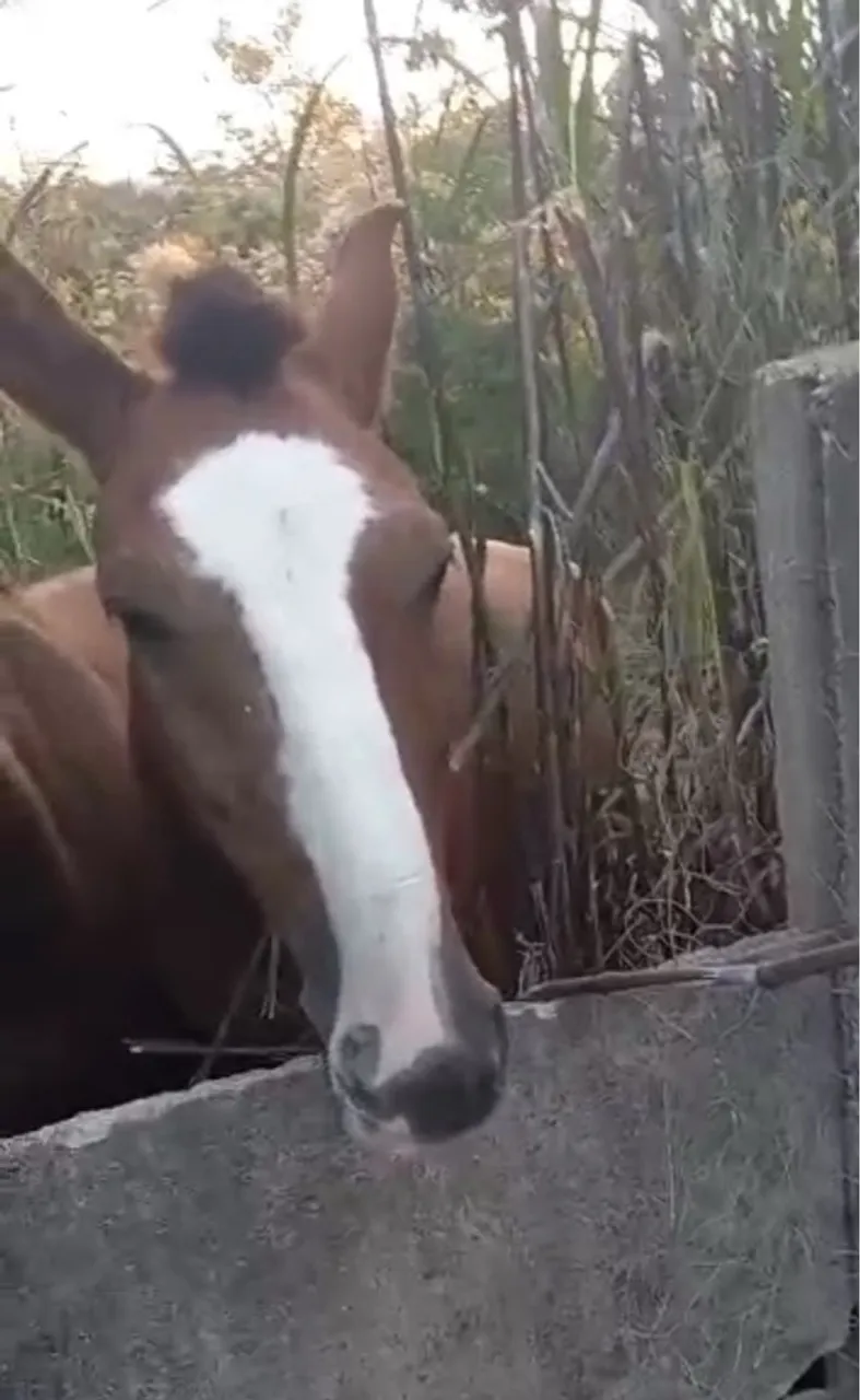 Cavalo em busca de um novo lar