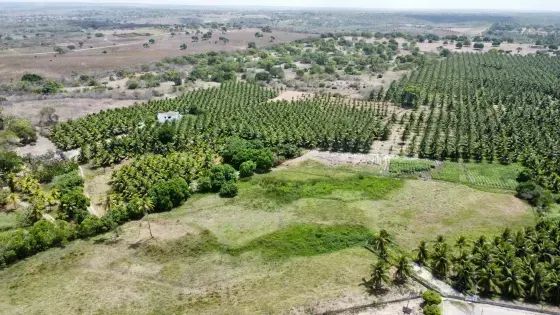 Granja com 12 hectares plantada de coqueiros em Monte Alegre - Foto 3