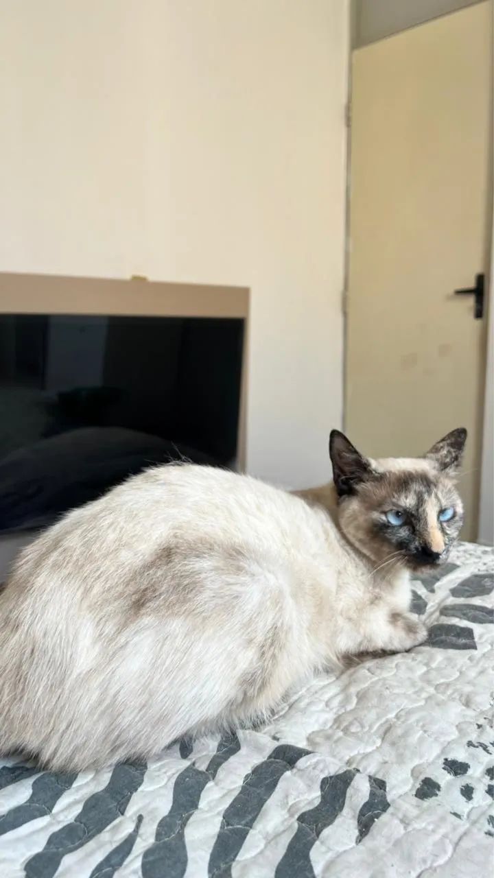 Gato - Foto 2