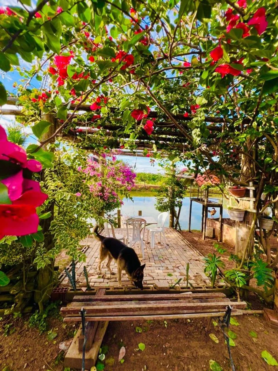Chácara um paraíso  - Foto 10