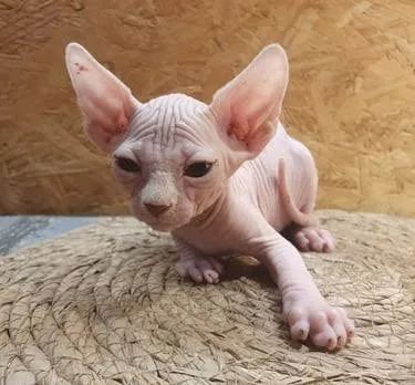 Sphynx filhotes - conferir 