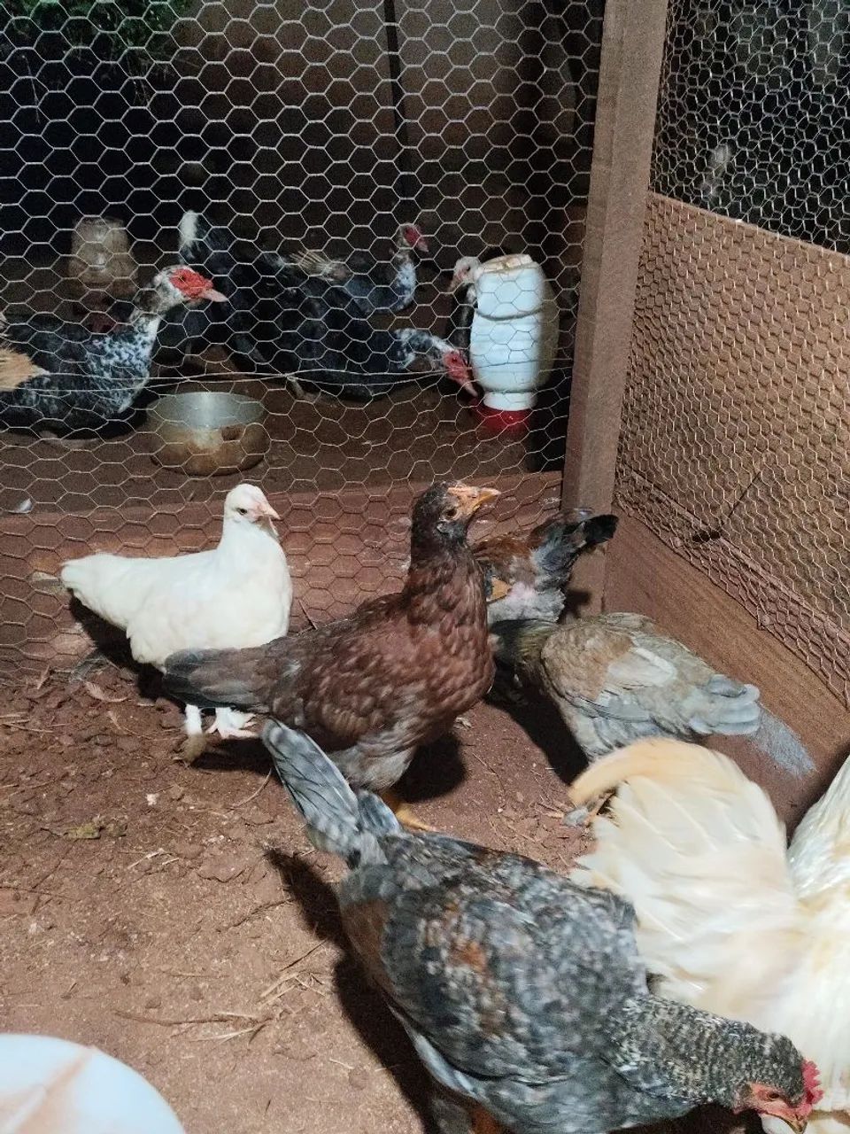 Pintinhos caipiras a venda  - Foto 4