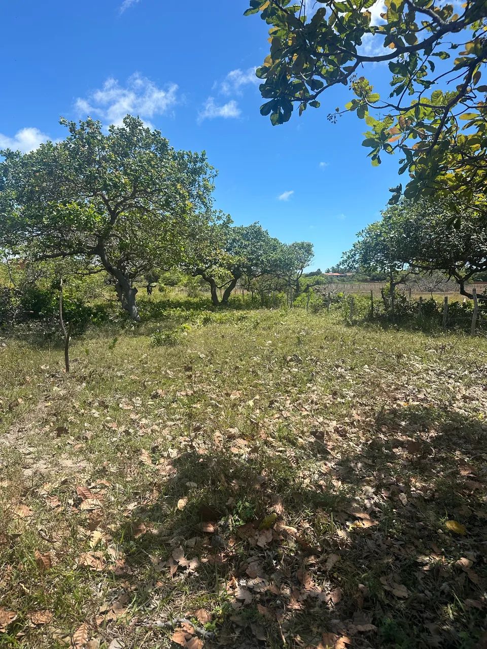 Terreno 10x50 em paracuru - Foto 2