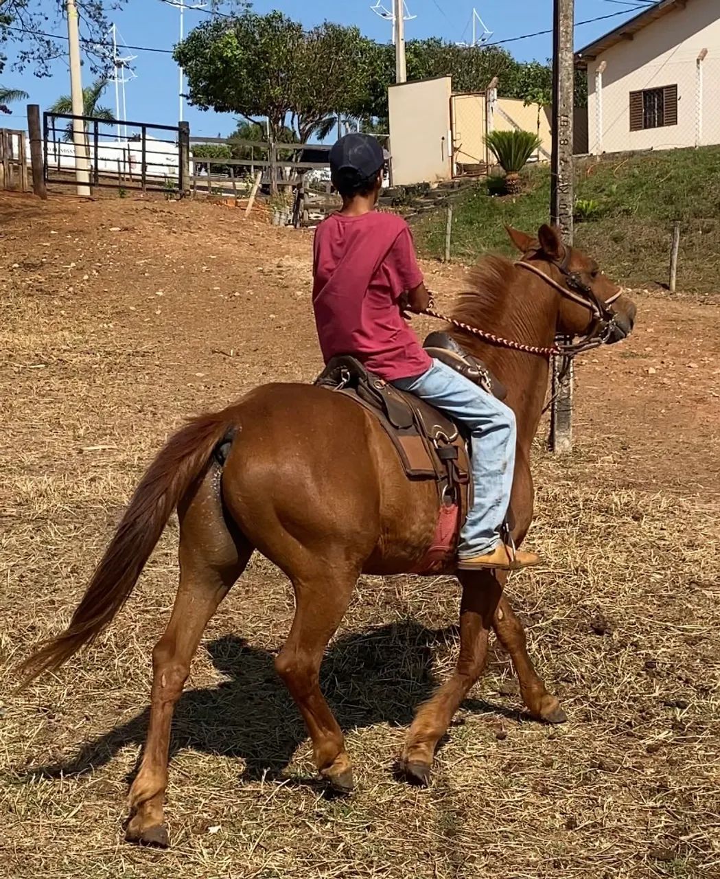 Cavalo 