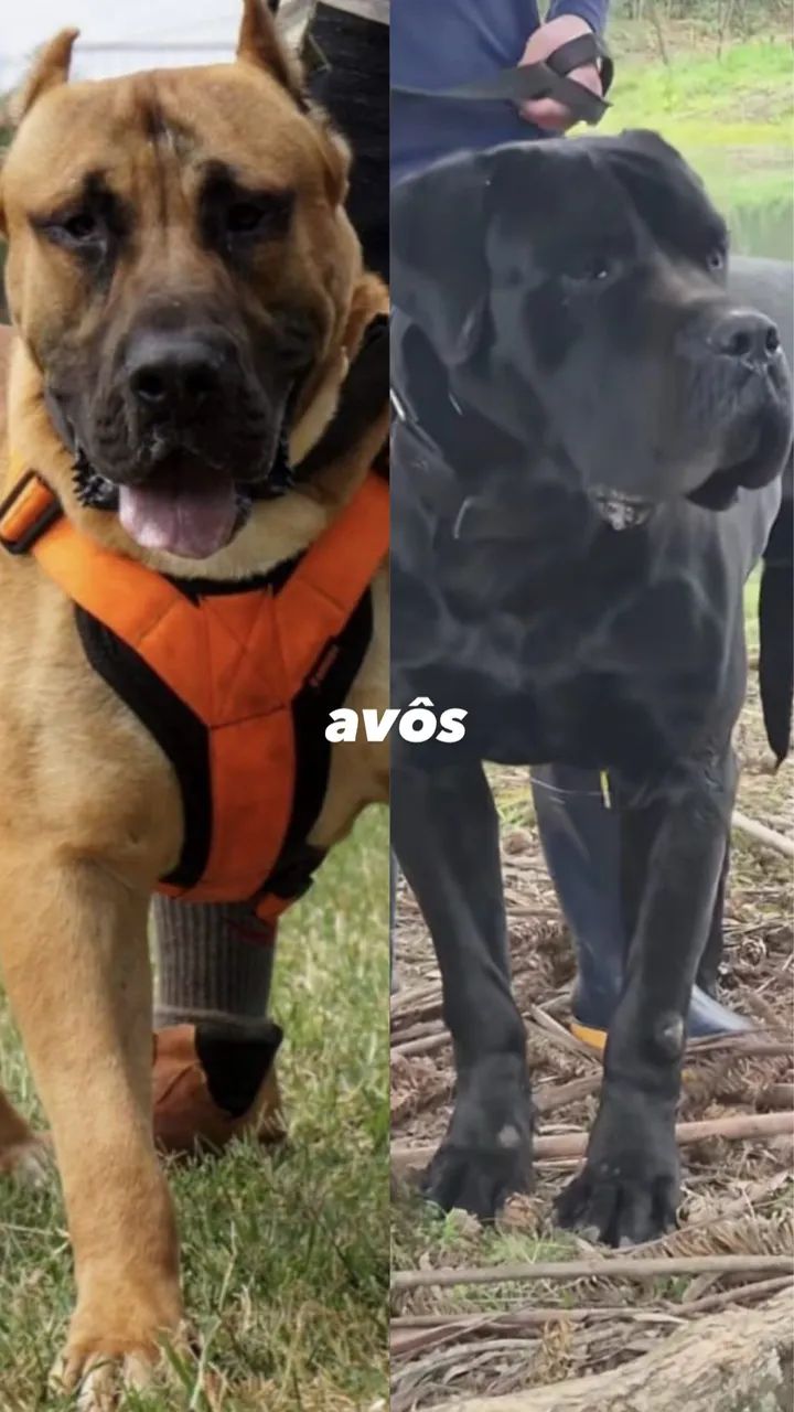 Filhote de Presa Canário com Pedigree - Vacinado e Pronto para Entrega - Foto 5