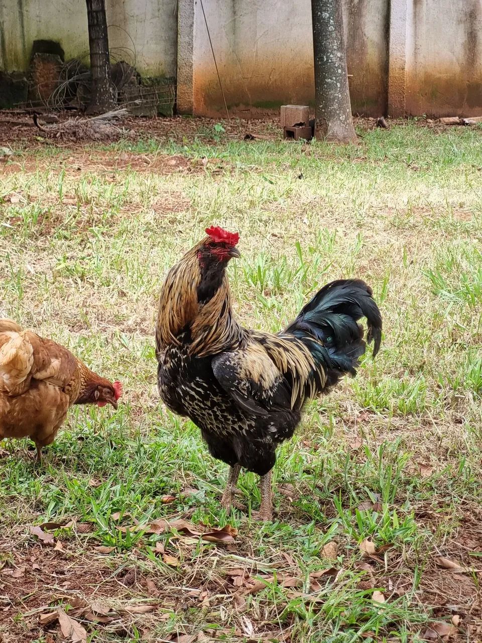 Ovos férteis Ameraucana  - Foto 5