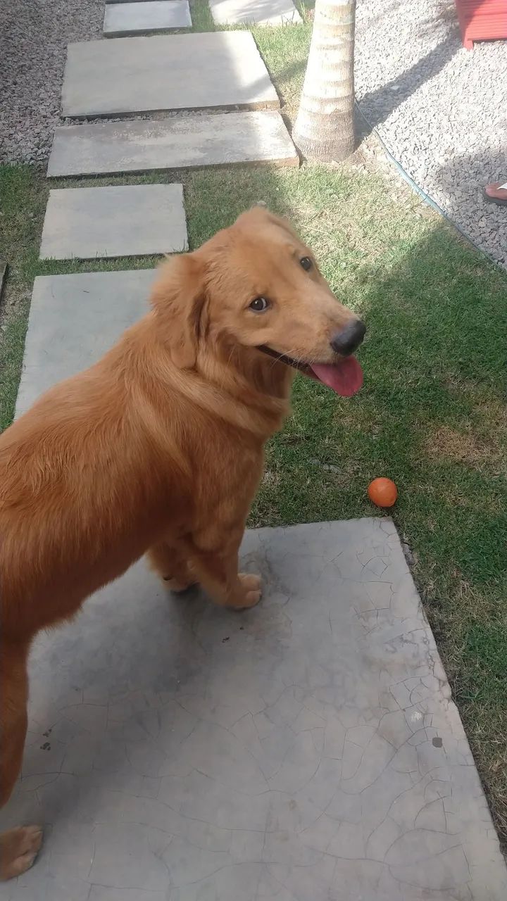 Adestrador de cães  - Foto 2
