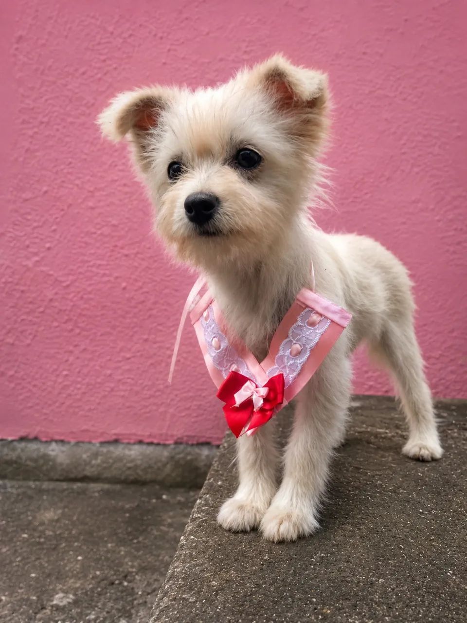 Maltês com spitz 