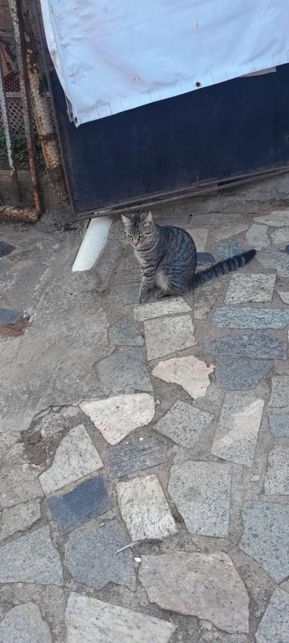 Doação de gatos  - Foto 5