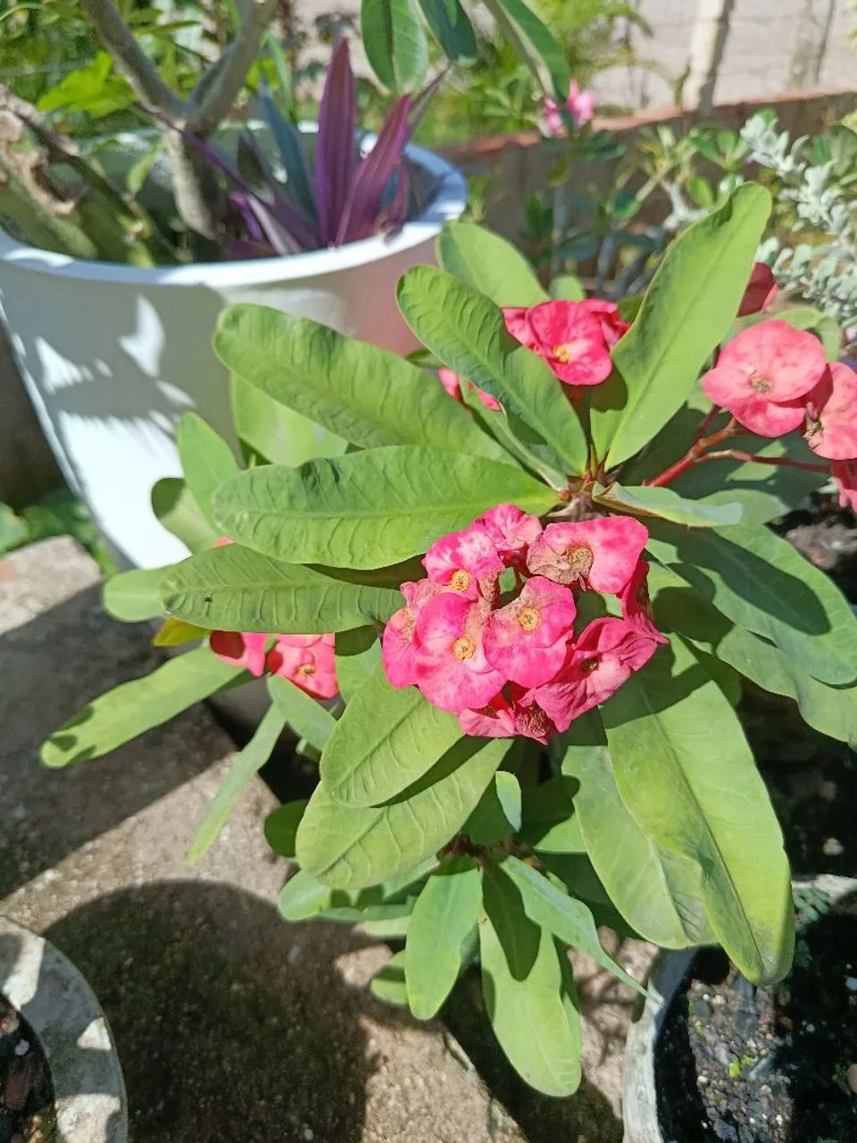 Plantas folhagens  - Foto 3