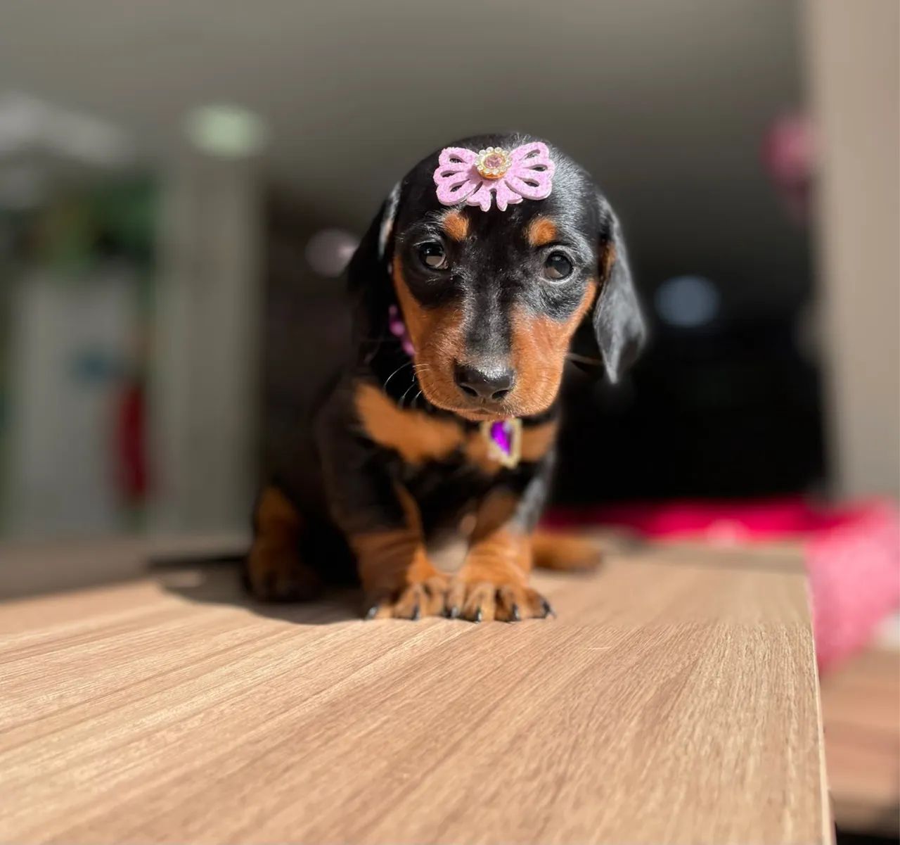 Dachshund salsicha  - Foto 3