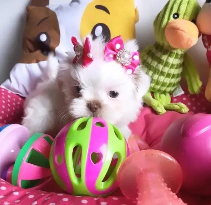Shihtzu disponíveis para reserva  - Foto 2