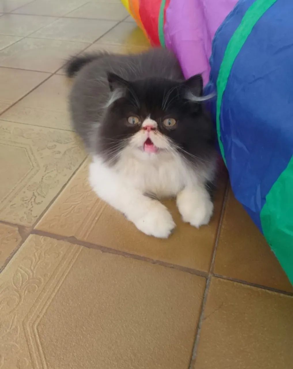 gato - Foto 2