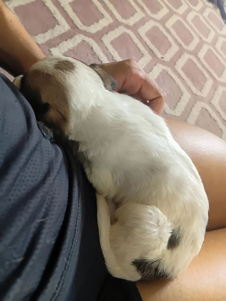 Cachorrinhos  - Foto 2