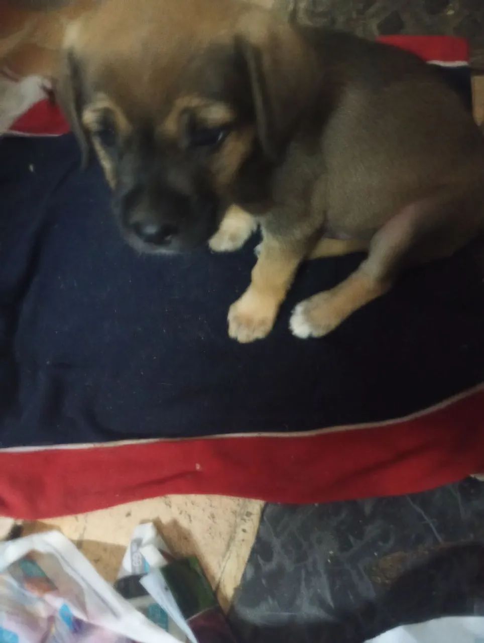 Doação de cachorrinhos - Foto 2