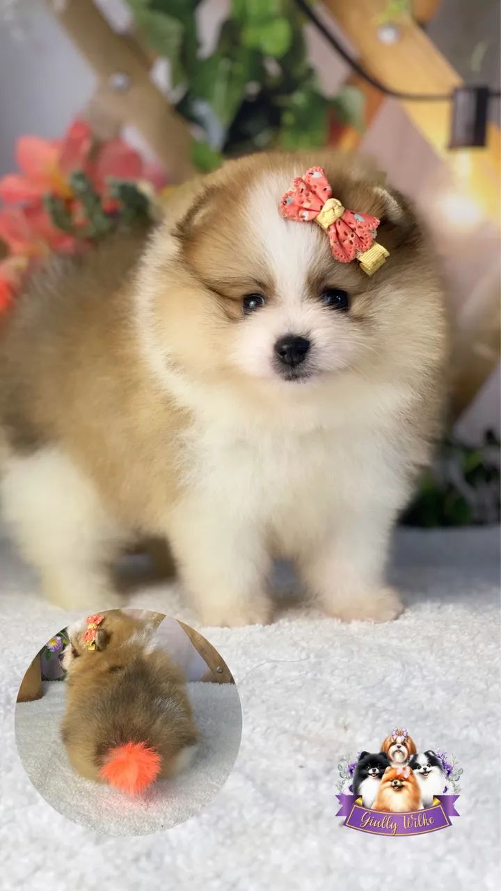 Lindíssimo Spitz alemão  - Foto 4