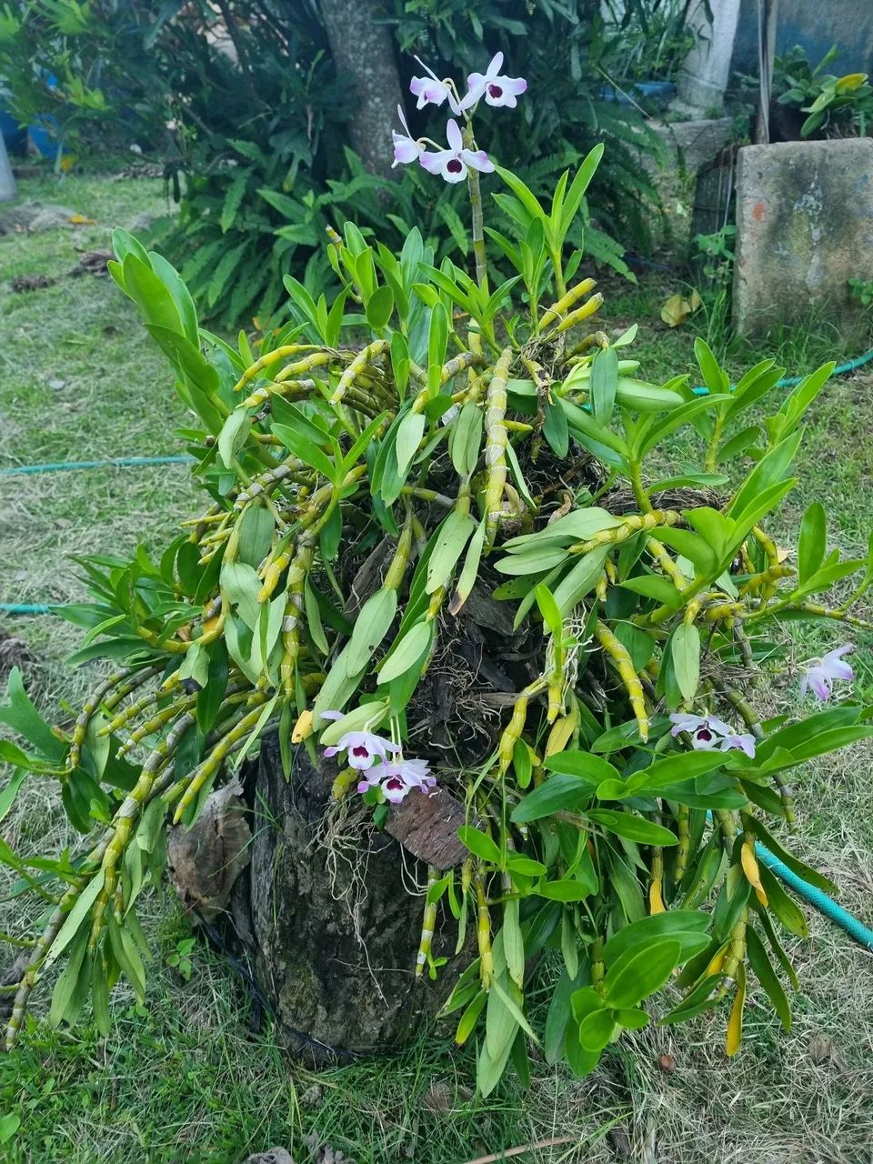 Lindo tronco com orquidea - Foto 2
