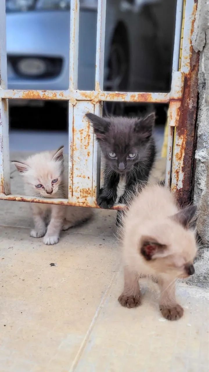 Adoção de gatinhos