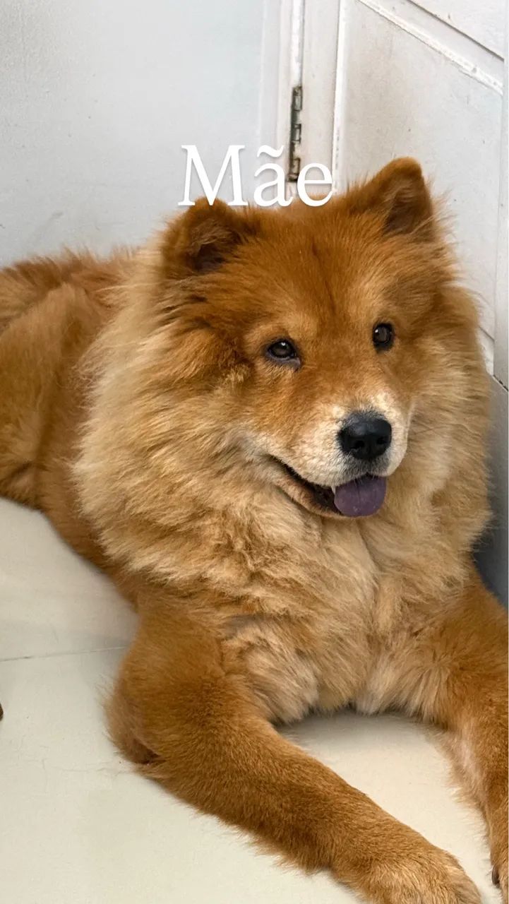 FILHOTES CHOW CHOW - R$1.500,00 - Foto 3