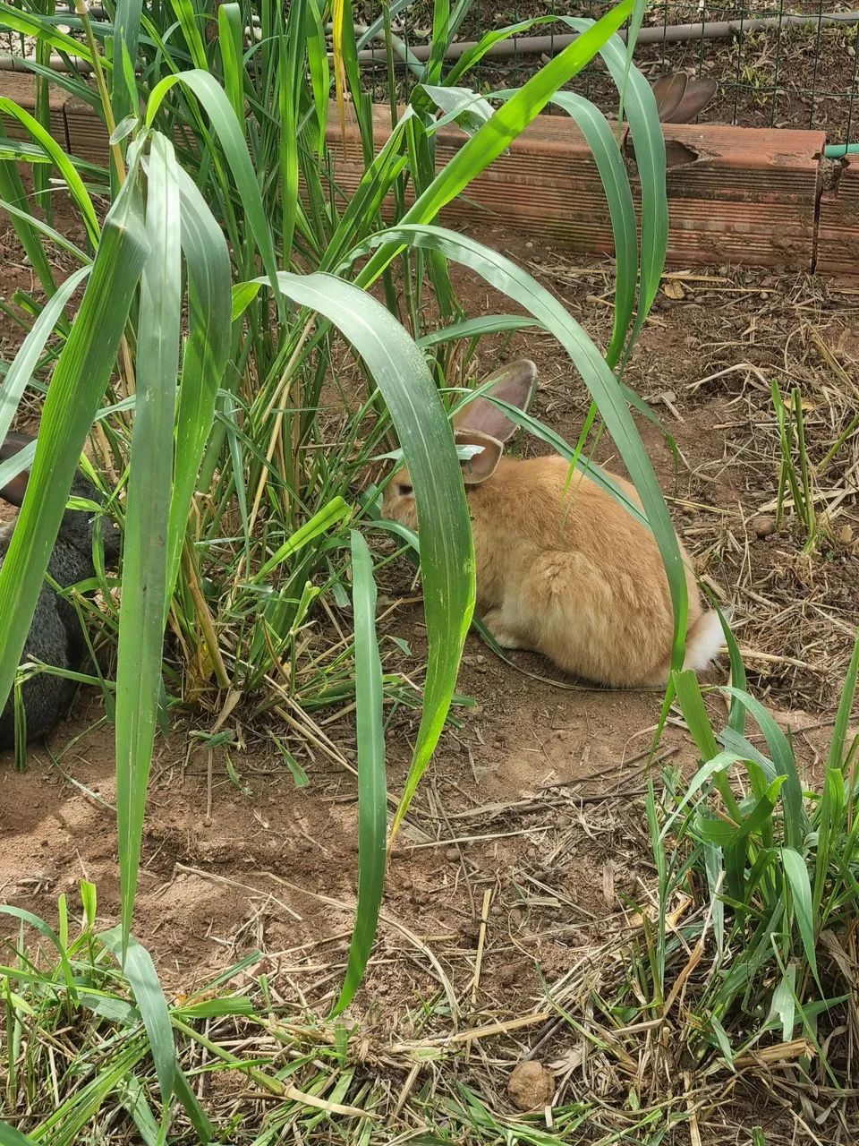 Coelhos gigantes de flandres  - Foto 5
