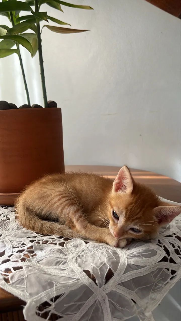 FILHOTES DE GATO - Foto 4