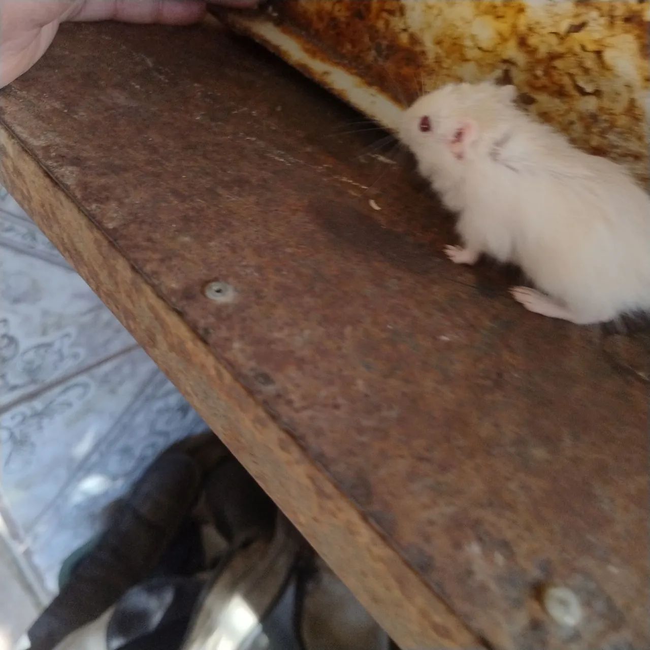 esquilo da Mongólia gerbil filhote por apenas 70 reais - Foto 5