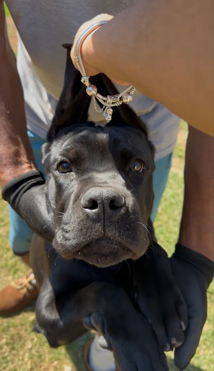 Filhote cane Corso 