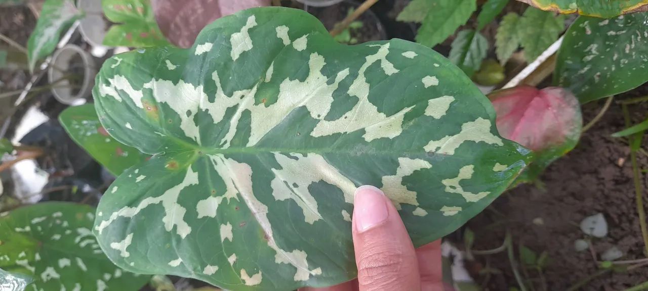 Caladium militar 
