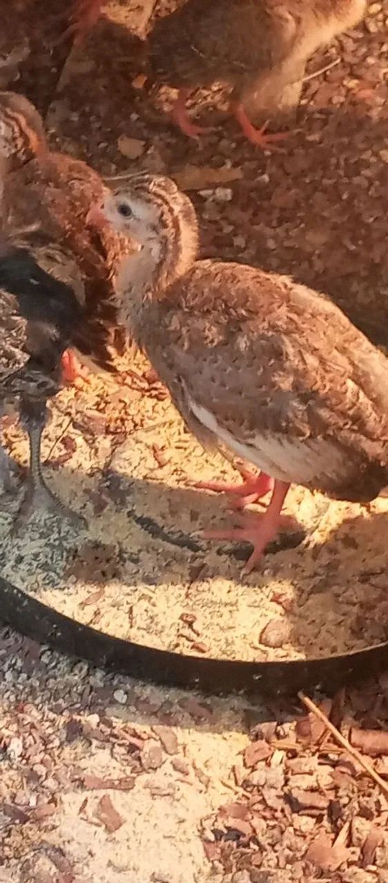 Galinha Guiné  - Foto 4