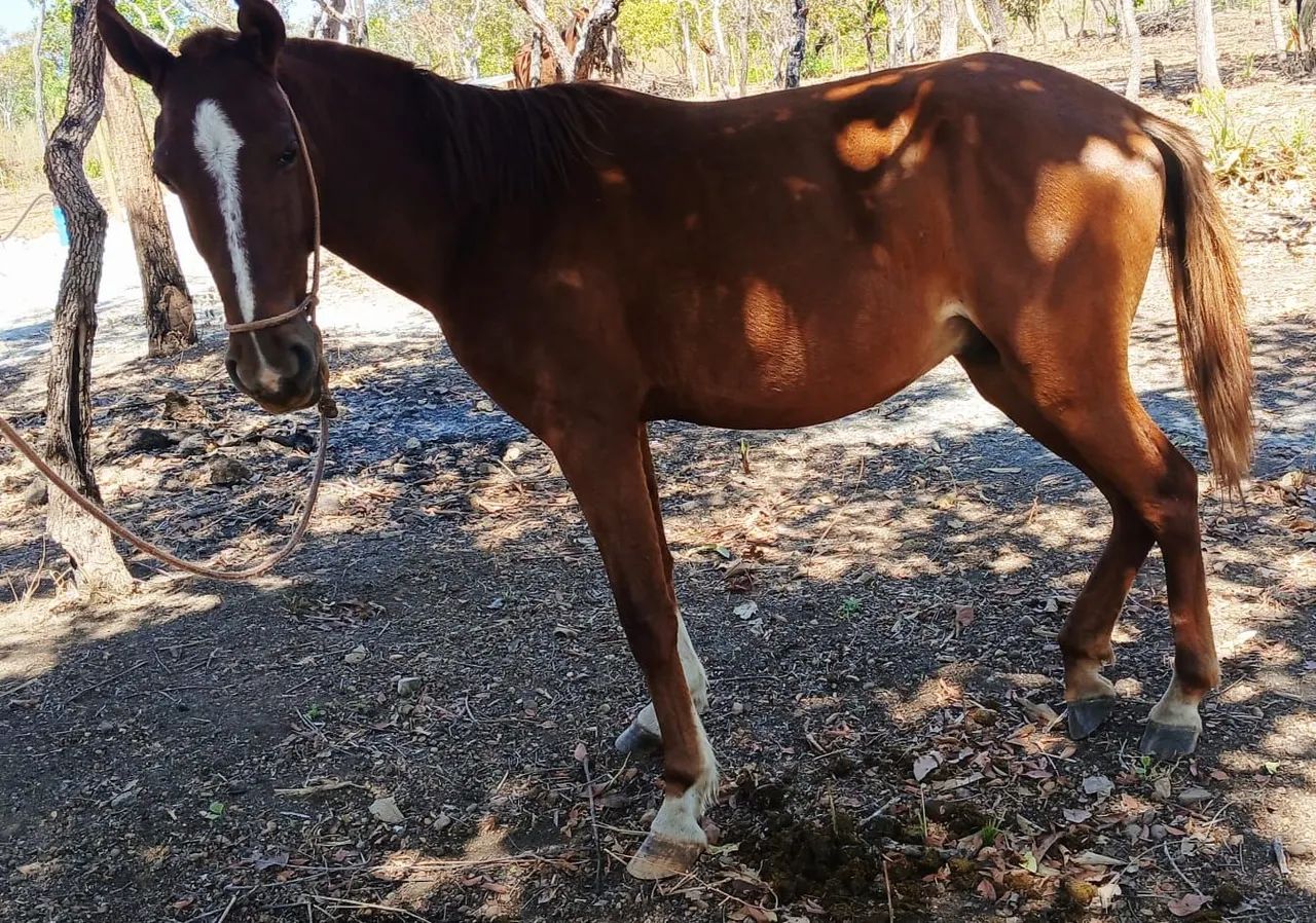 VENDE POLTRO E POLTRA UM ANO E 8 MESES , MEIO SANGUE QUARTO DE MILHA  - Foto 5