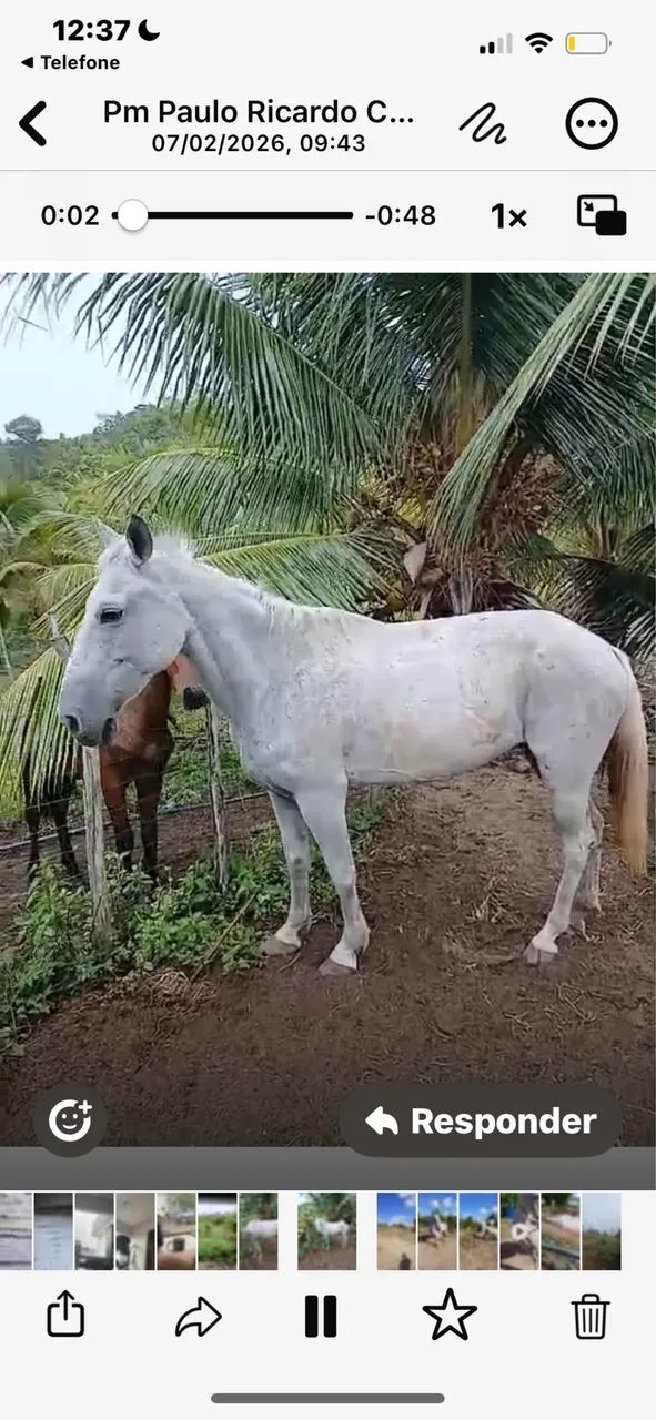 Égua baixeira boa de sela  - Foto 2
