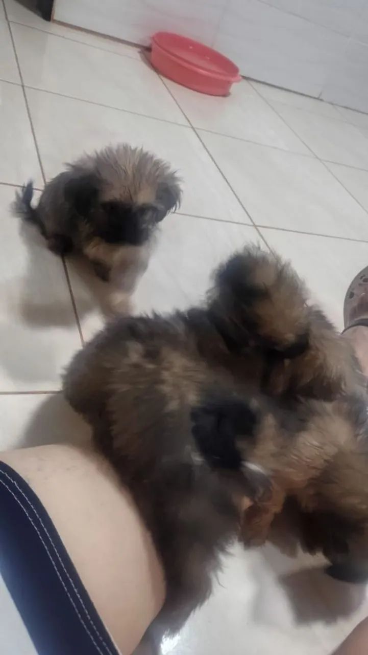 Cachorro Shitzu pra vende 