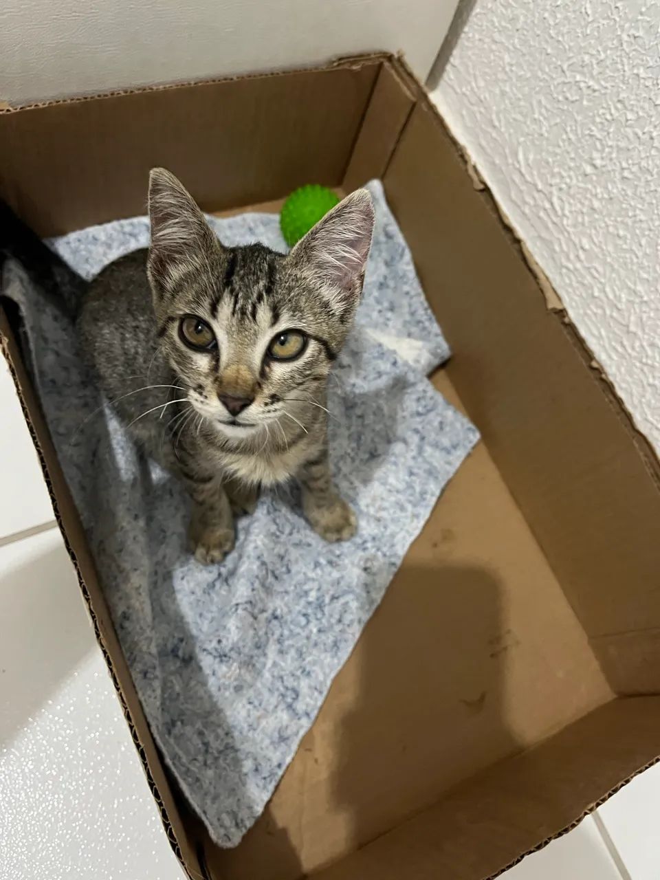 Doa-se essa gatinha - Foto 4