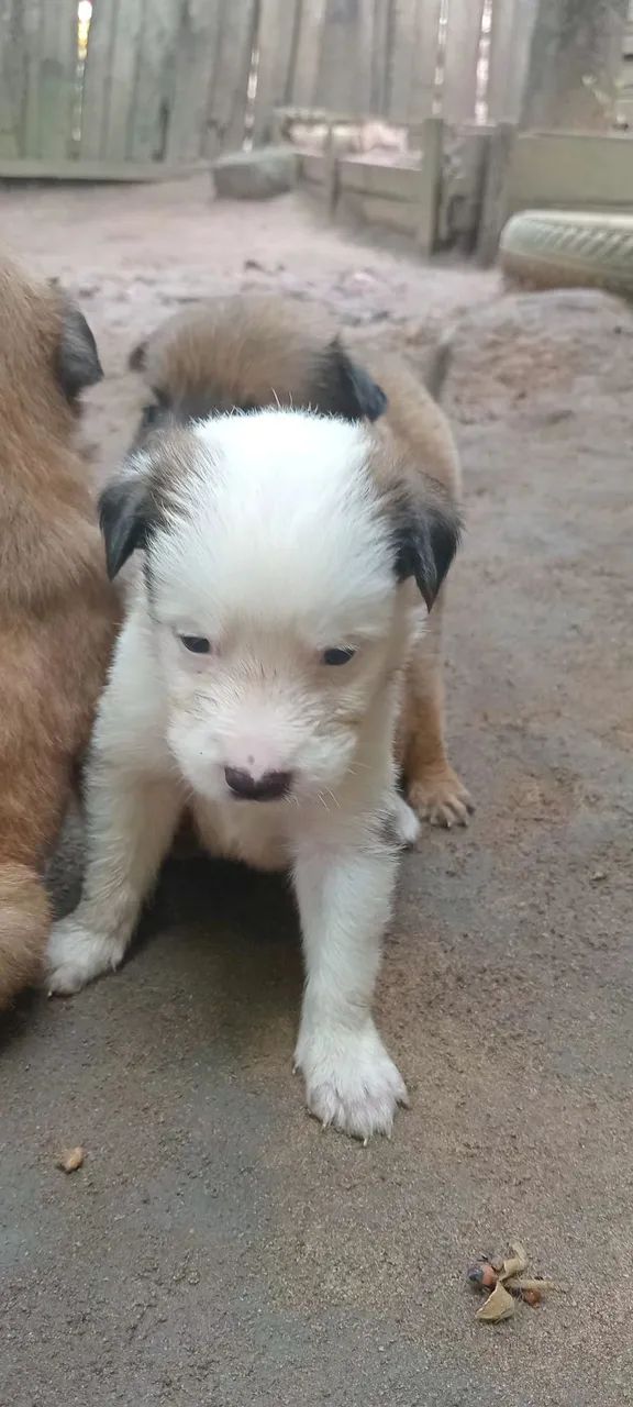 Chow-chow mestiços  - Foto 3