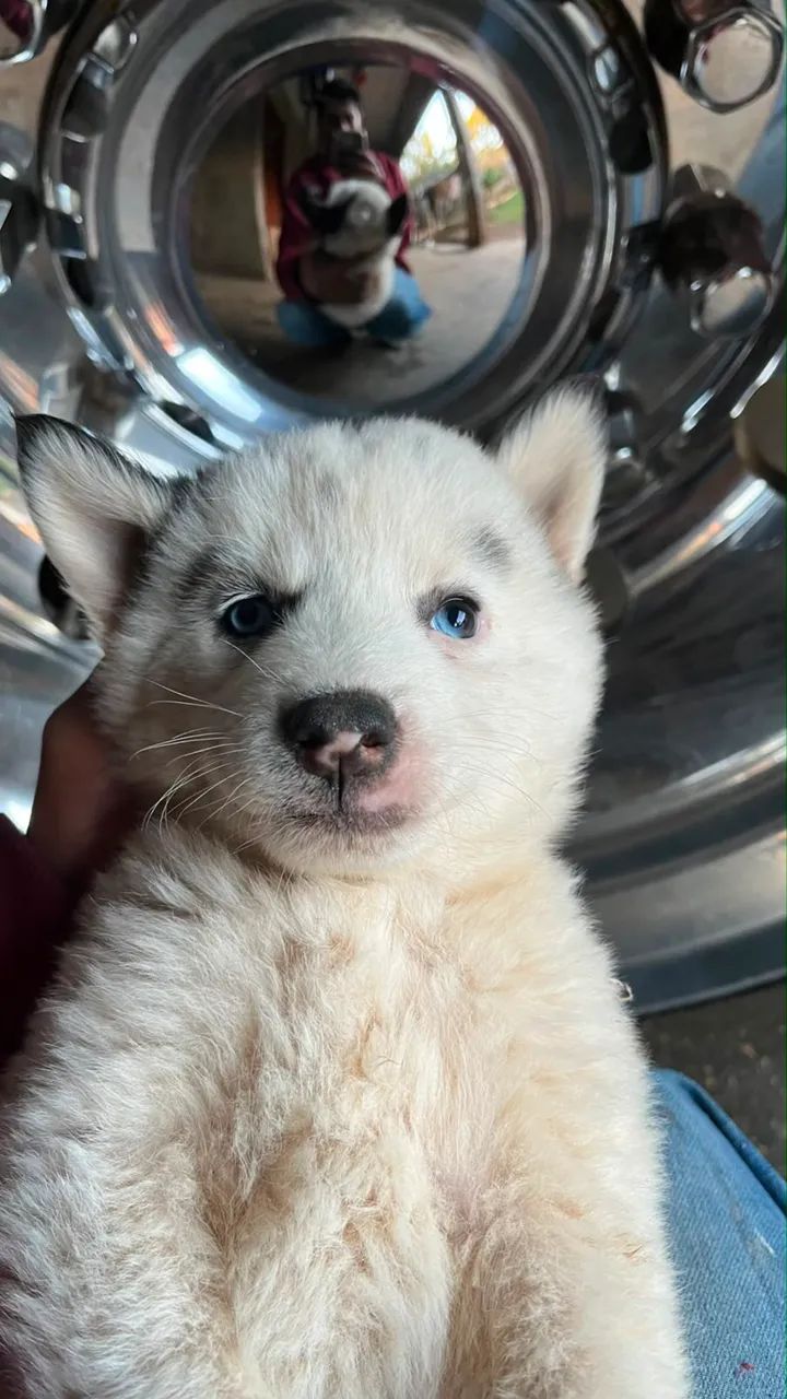 Filhotes Husky - Foto 5
