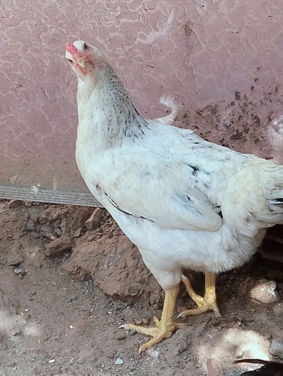 Vendo galinhas e Pato e ovos  - Foto 5