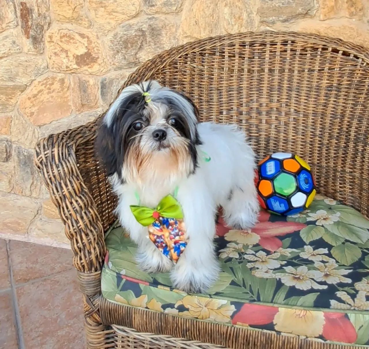 Filhote shih tzu macho  - Foto 3